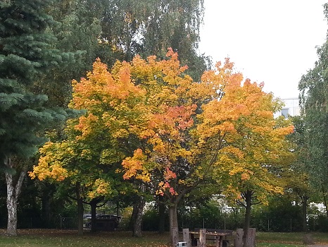 herbst