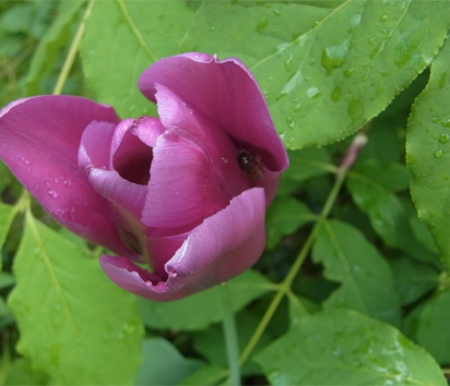 Tulpe